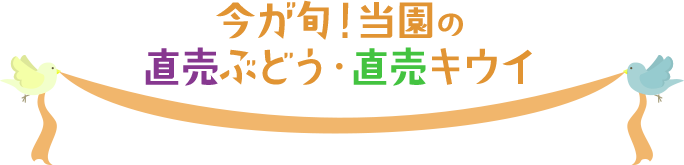 今が旬！当園の直売ぶどう